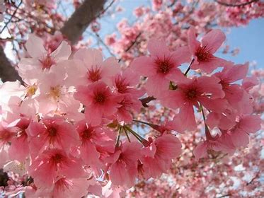 Japanese Cherry Blossom