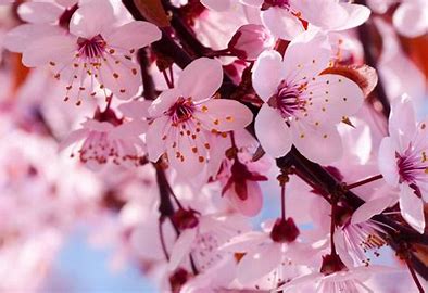 Japanese Cherry Blossom